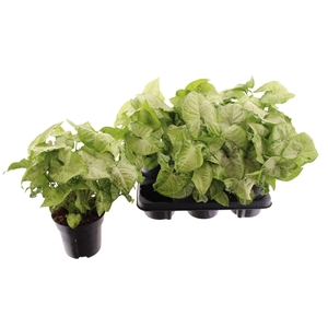 Syngonium White Butterfly 14Ø 25cm