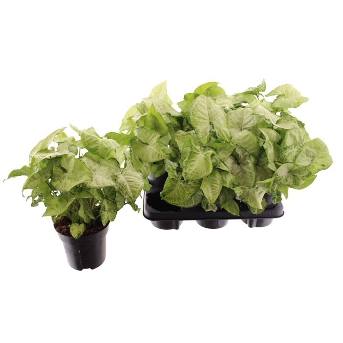 <h4>Syngonium White Butterfly 14Ø 25cm</h4>