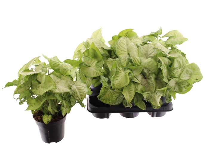 Syngonium White Butterfly 14Ø 25cm