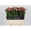 Paeonia Sarah Bernhardt