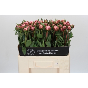 Paeonia Sarah Bernhardt
