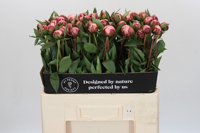 Paeonia Sarah Bernhardt