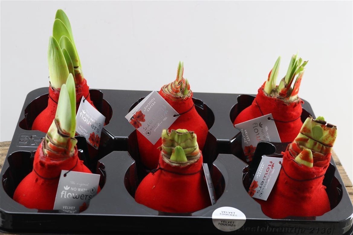<h4>Hippeastrum Wax Velvet Red x6</h4>