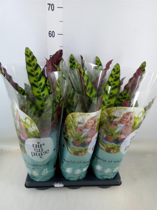 <h4>Calathea lancifolia</h4>