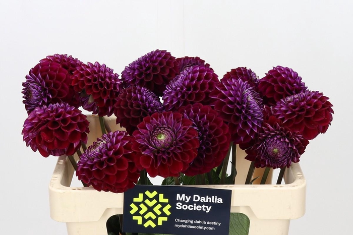 <h4>Dahlia Ivannetti</h4>