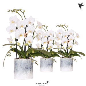 Kolibri Orchids Phalaenopsis Cascade Niagara Fall white 2 spike in Sky pot