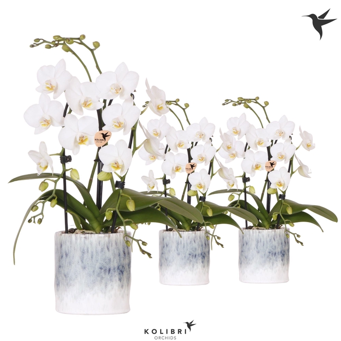 <h4>Kolibri Orchids Phalaenopsis Cascade Niagara Fall white 2 spike in Sky pot</h4>