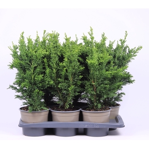 Chamaecyparis obtusa 'Draht'
