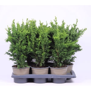 Chamaecyparis obtusa 'Draht'