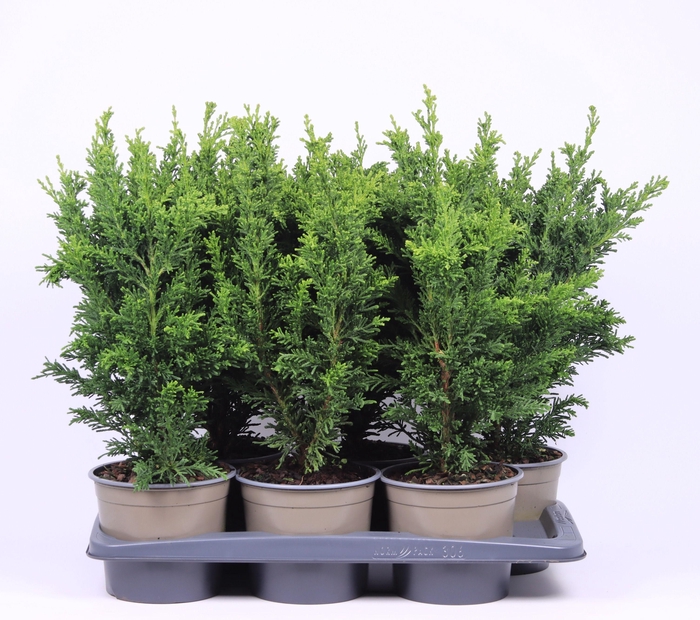 <h4>Chamaecyparis obtusa 'Draht'</h4>