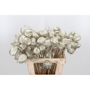 Ascl Moby Dick Kl Bh Platina