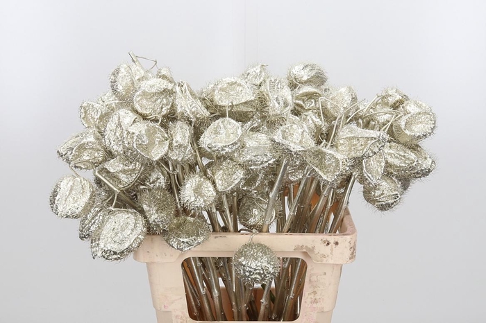 <h4>Ascl Moby Dick Kl Bh Platina</h4>