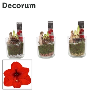 Hippeastrum Rood 2 Knop Claudia glas KERST (Decorum)