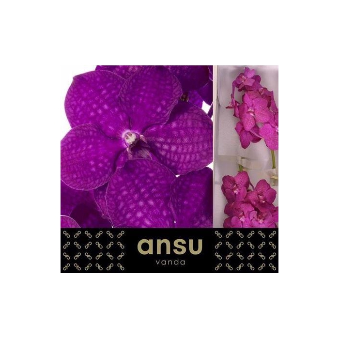 <h4>Vanda Ni Rasp Cerise</h4>