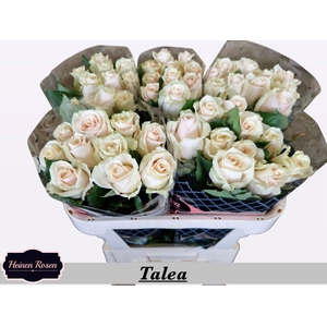 R GR TALEA+