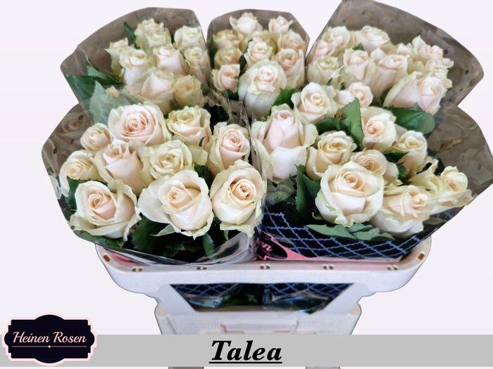 <h4>R GR TALEA+</h4>