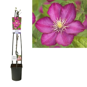 Clematis 'Ville de Lyon' +light label