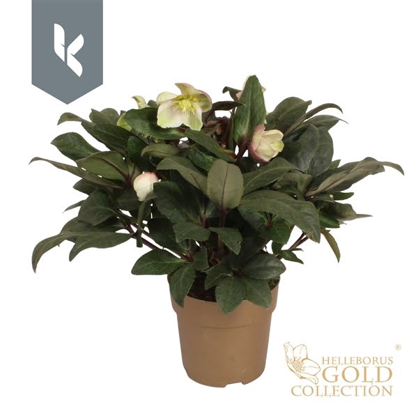 <h4>HGC Helleborus Snow Dance in het goud</h4>