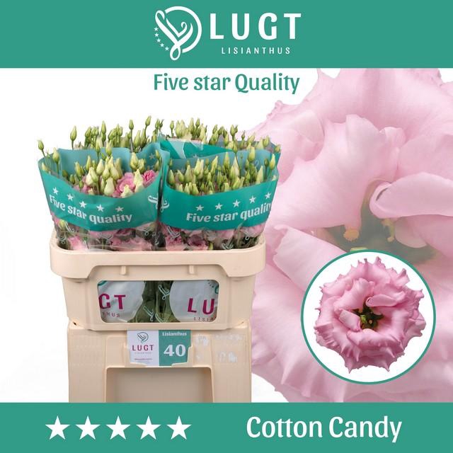 Lisianthus do cotton candy