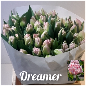 TU DU DREAMER