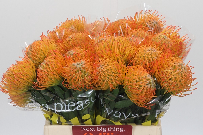 Nutans Ayoba Sun