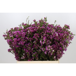 Chamelaucium 'Nina's Delight'