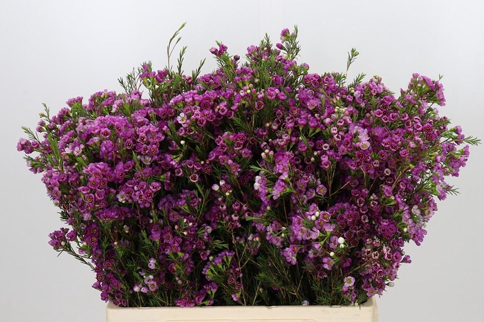 <h4>Chamelaucium 'Nina's Delight'</h4>