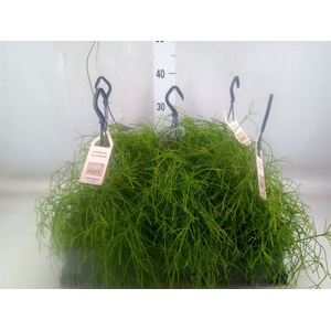 Rhipsalis   ...