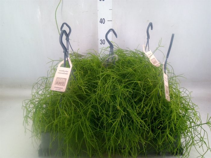 <h4>Rhipsalis   ...</h4>