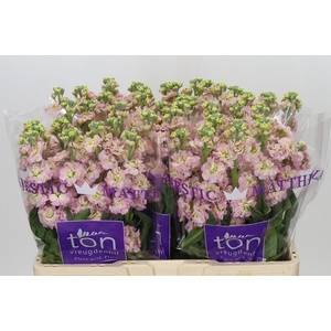 Matthiola incana StoX Champagne