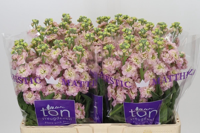 <h4>Matthiola incana StoX Champagne</h4>