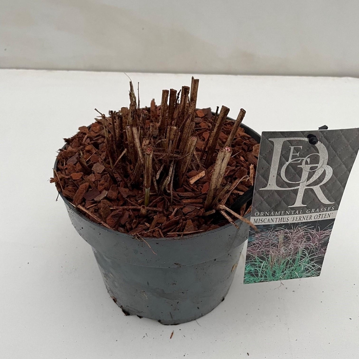 <h4>Graminées Miscanthus 'Ferner Osten'</h4>