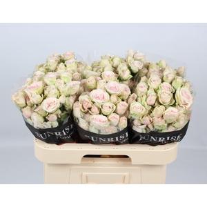 R TR SWEET BLOSSOMS