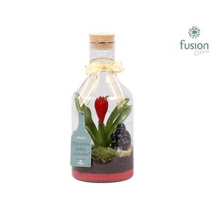 Green Bottle Fles Small met Bromelia en buddha