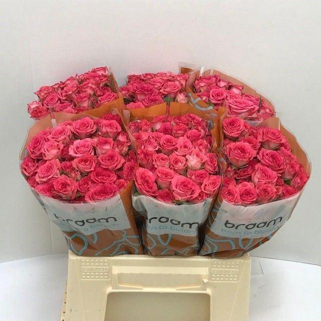 <h4>ROSA TR 'SWEET JULIA'</h4>