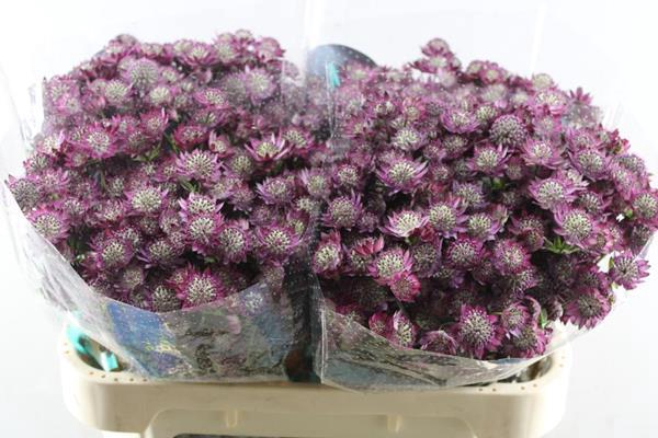 <h4>Astrantia Star Of Love</h4>