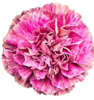 <h4>Di St Antigua</h4>