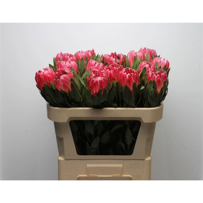 <h4>PROTEA BRENDA</h4>