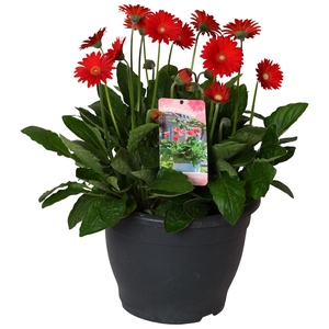 Gerbera Garvinea 32cm 7bl rood