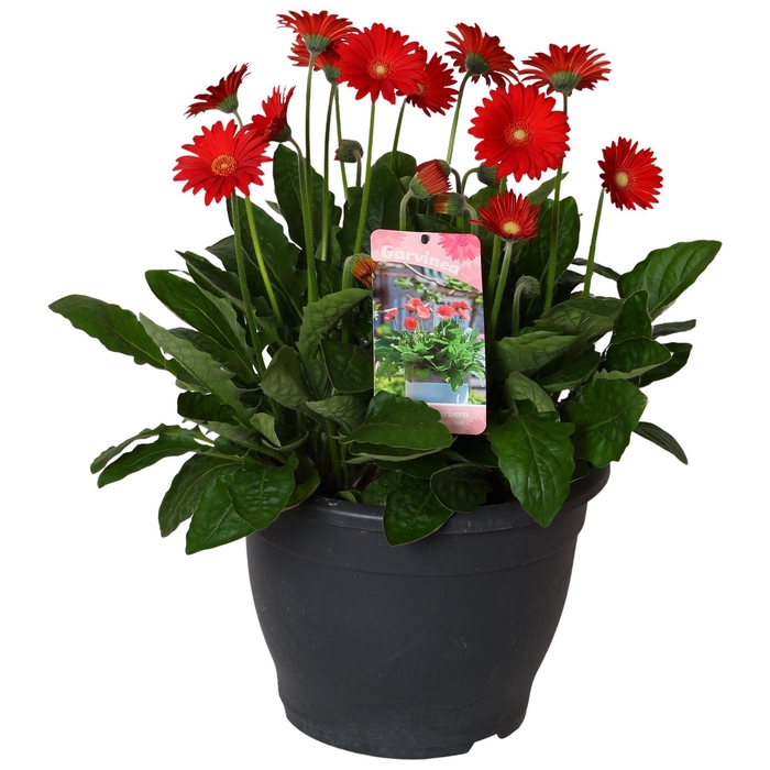 <h4>Gerbera Garvinea 32cm 7bl rood</h4>