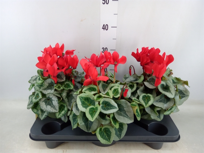 <h4>Cyclamen MD 'Metalis'</h4>