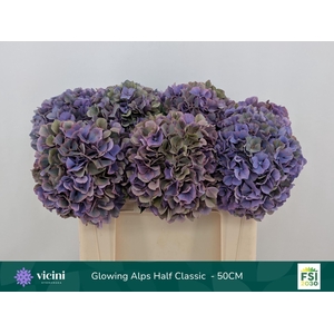 Hydrangea  'Glowing Alp Purple'  CL