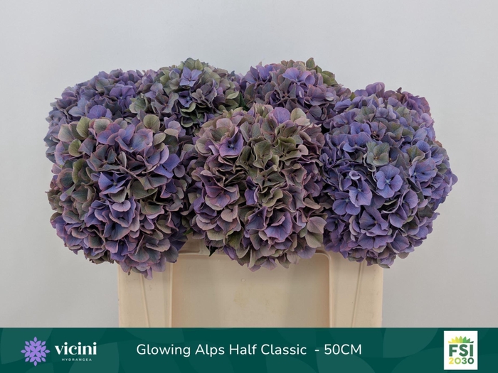 <h4>Hydrangea  'Glowing Alp Purple'  CL</h4>