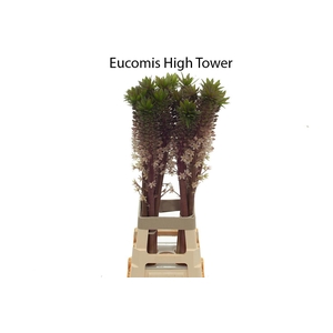 EUCOMIS OV