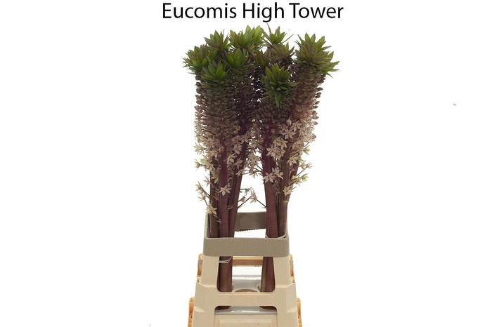 <h4>EUCOMIS OV</h4>
