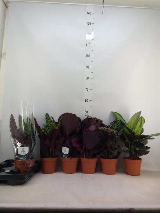 <h4>Calathea ...mix</h4>