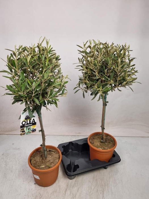 <h4>OLEA EUROPAEA</h4>