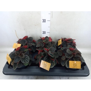 Peperomia