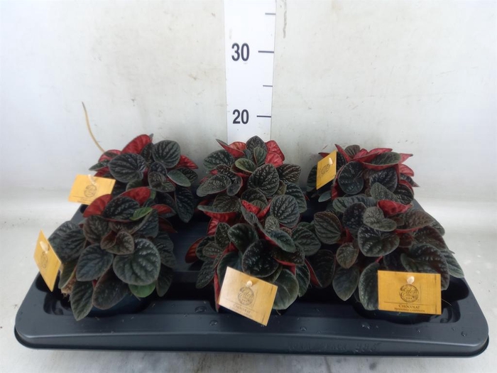 <h4>Peperomia</h4>