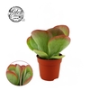 Kalanchoe Thyrsiflora 10,5cm